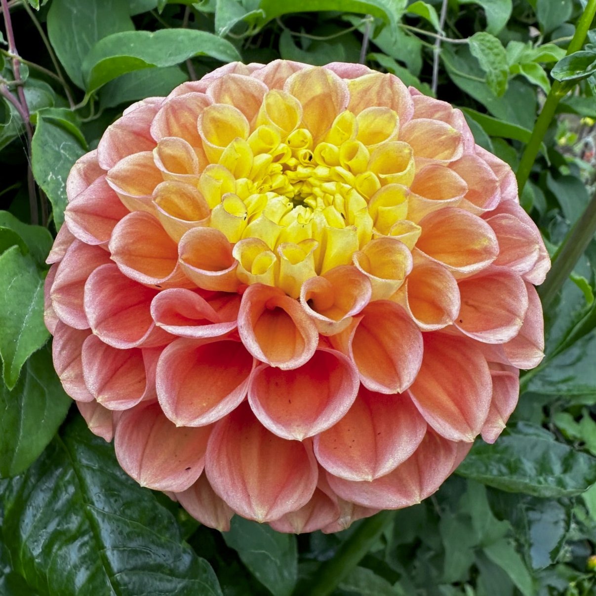 Dahlia 'Oh Honey!'
