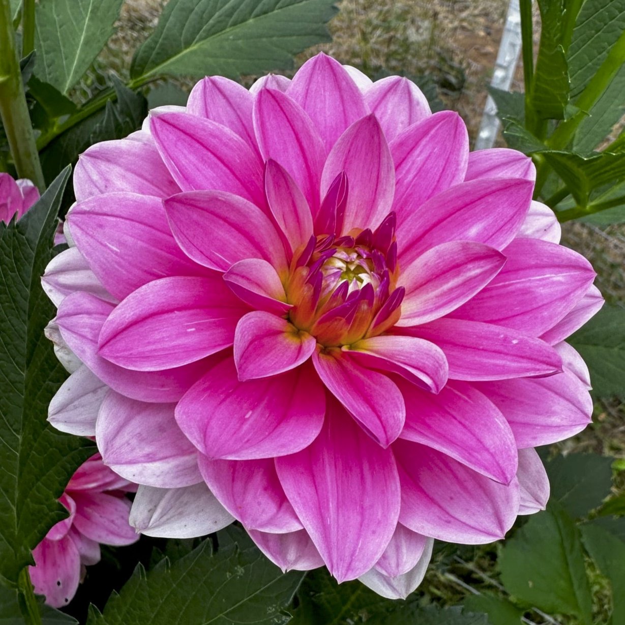 Dahlia 'Onesta'