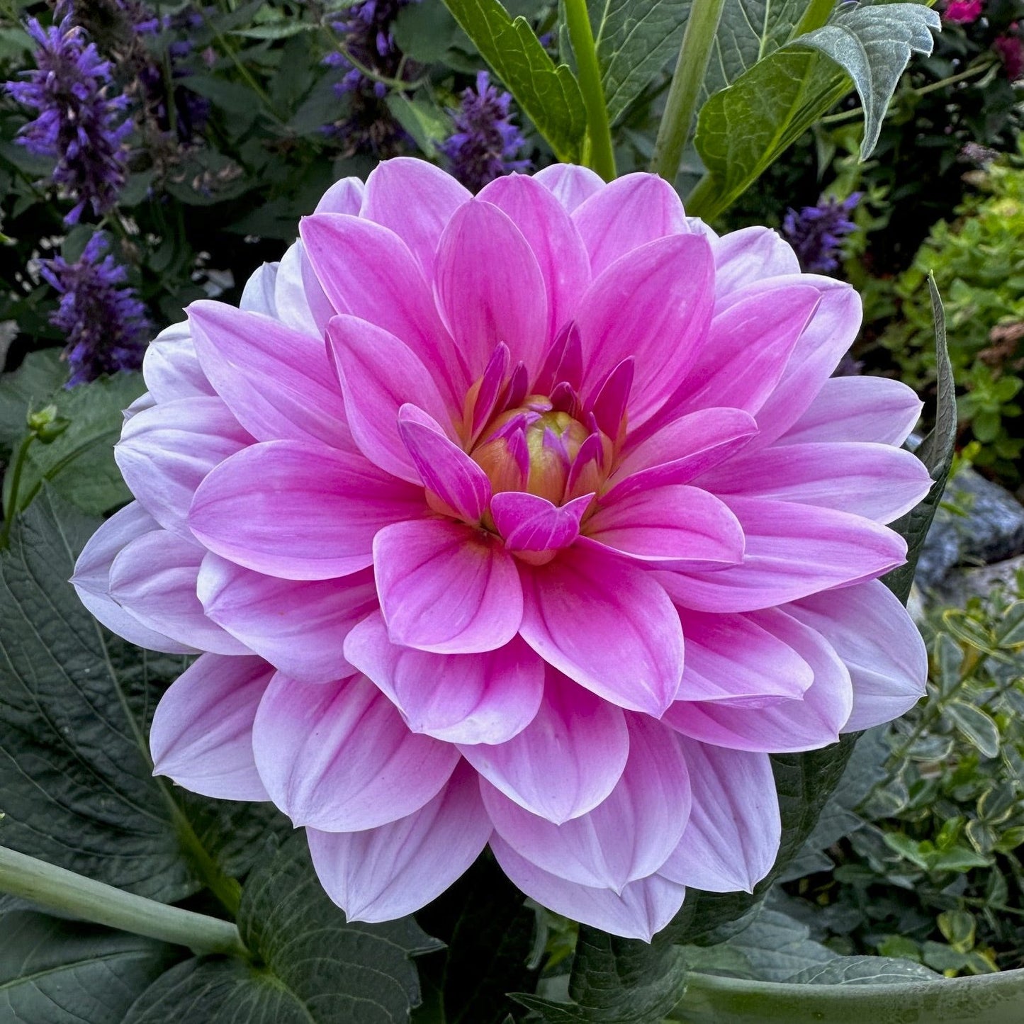 Dahlia 'Onesta'