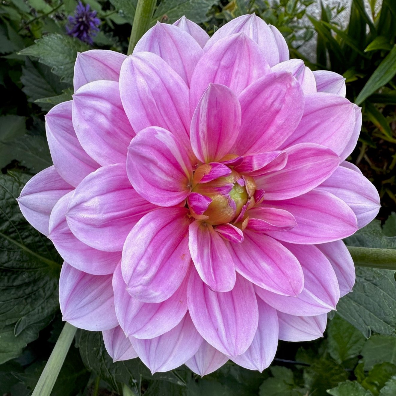 Dahlia 'Onesta'