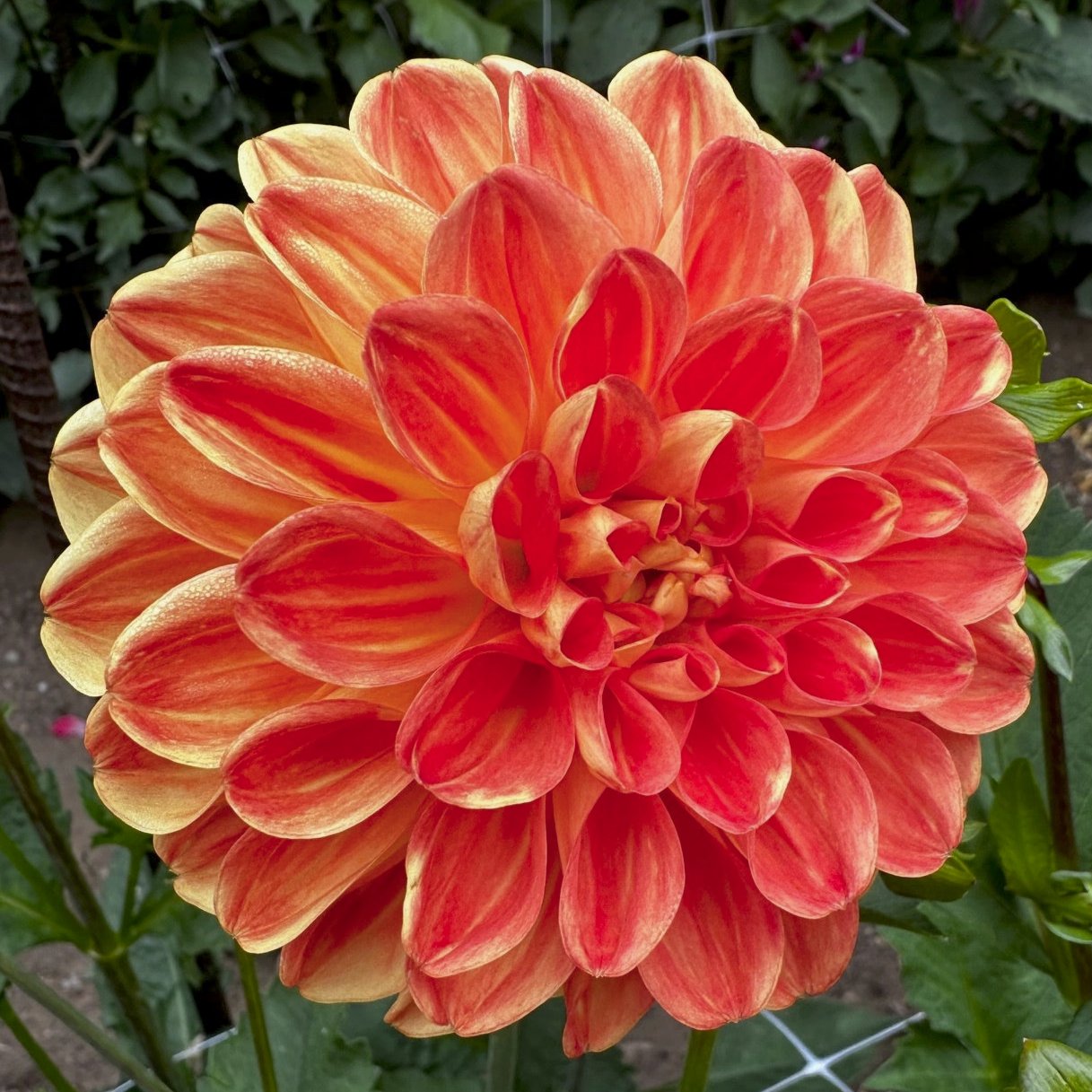 Dahlia 'Orange Symphony'