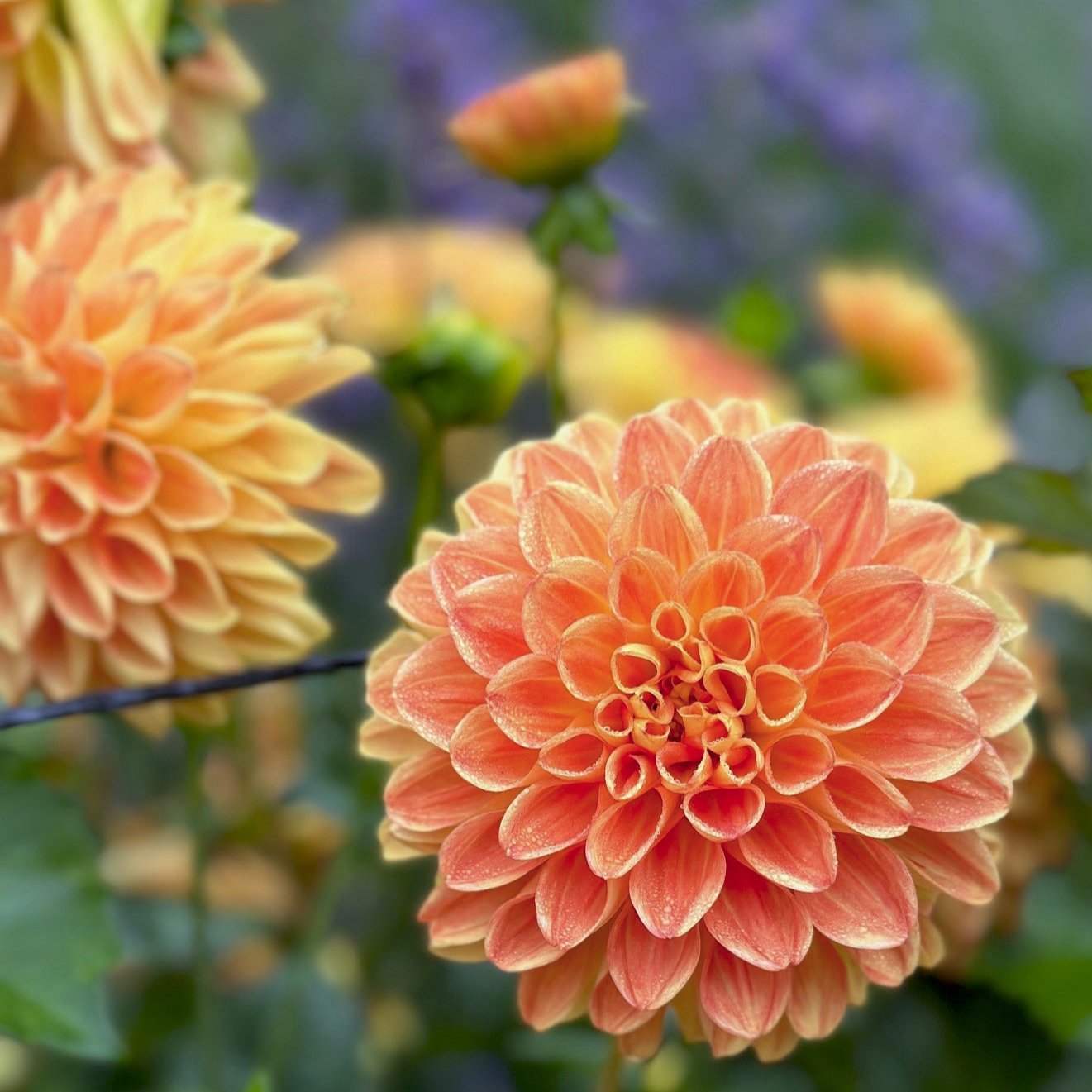 Dahlia 'Orange Symphony'