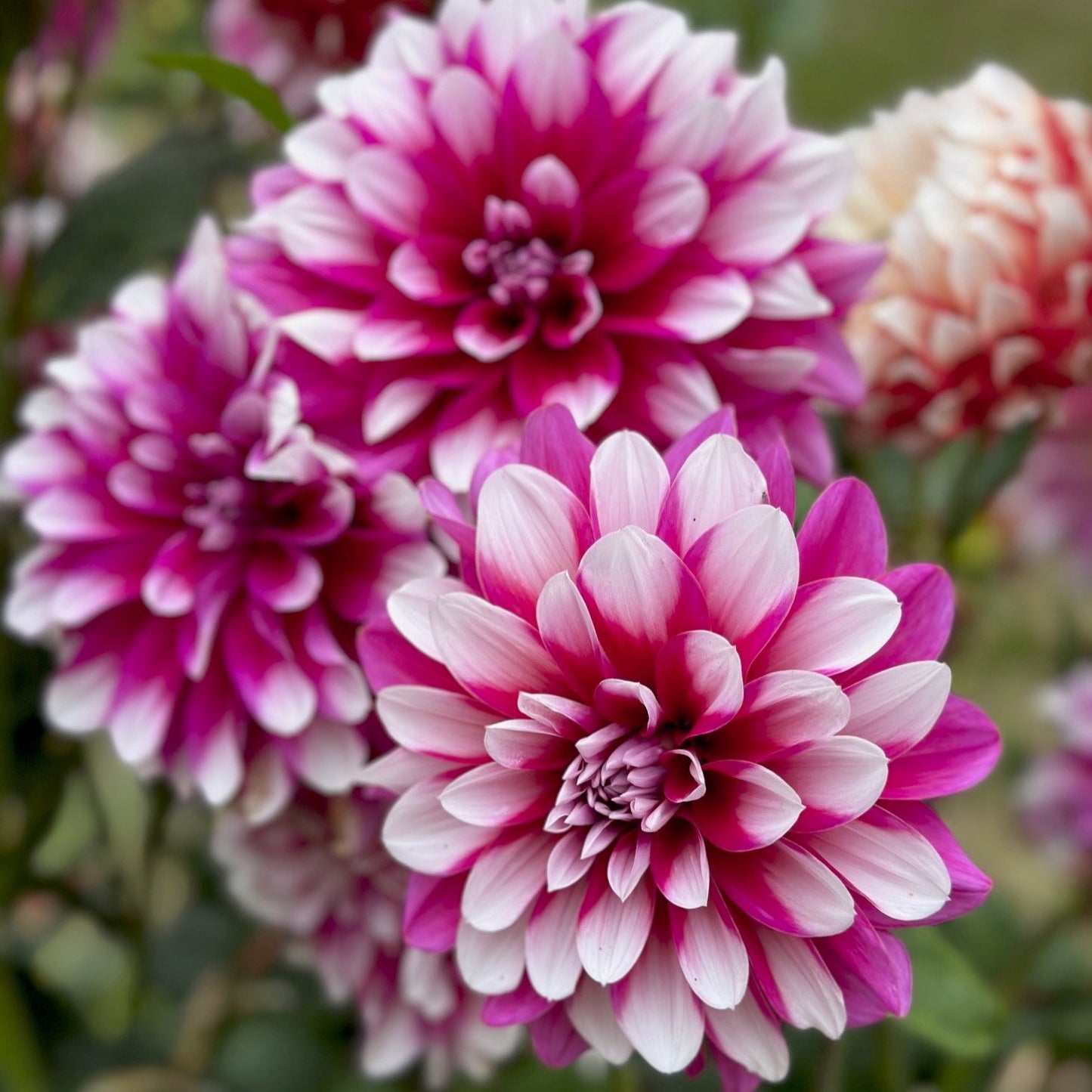 Dahlia 'Patches'
