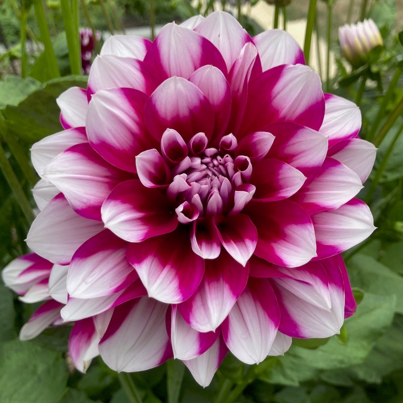 Dahlia 'Patches'