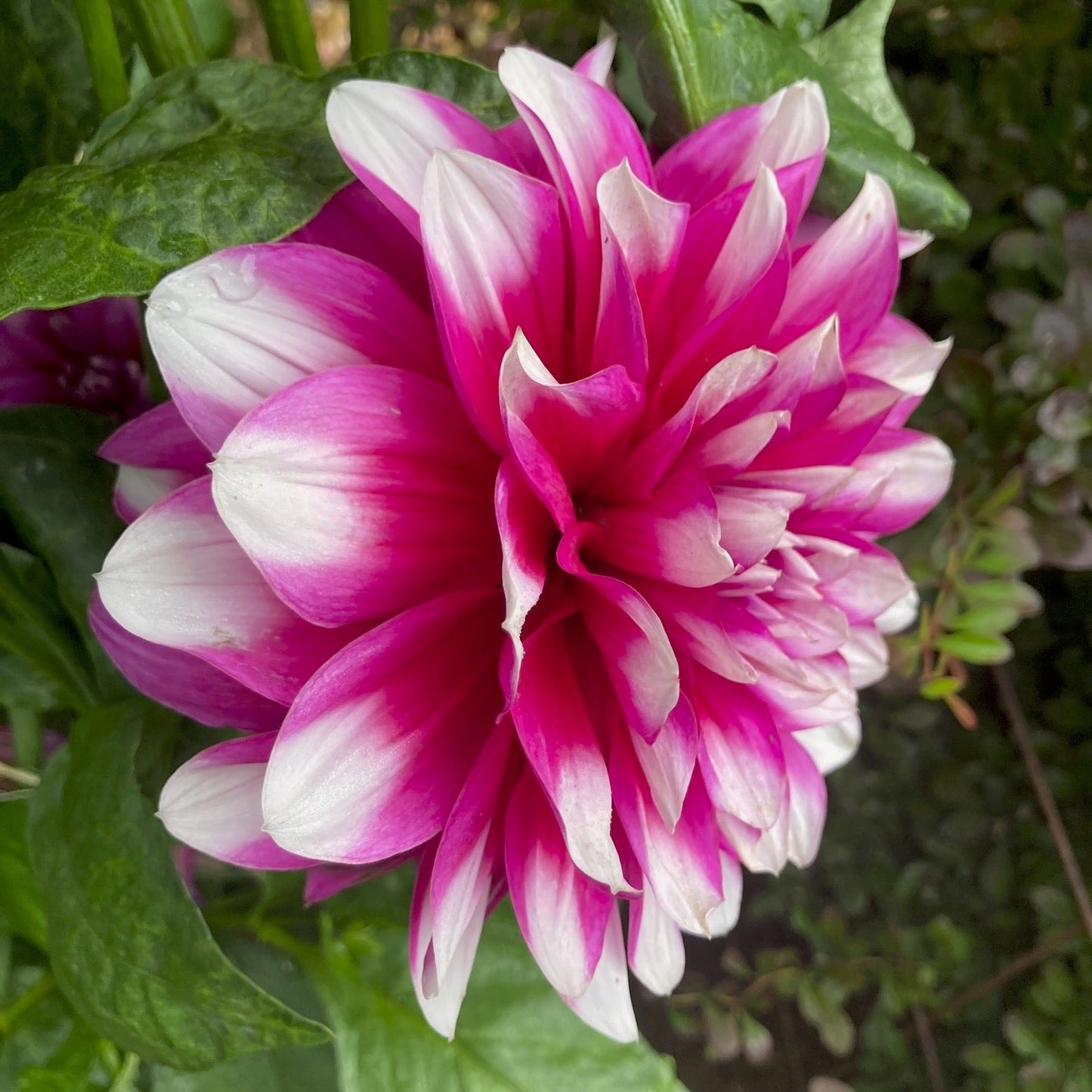 Dahlia 'Patches'