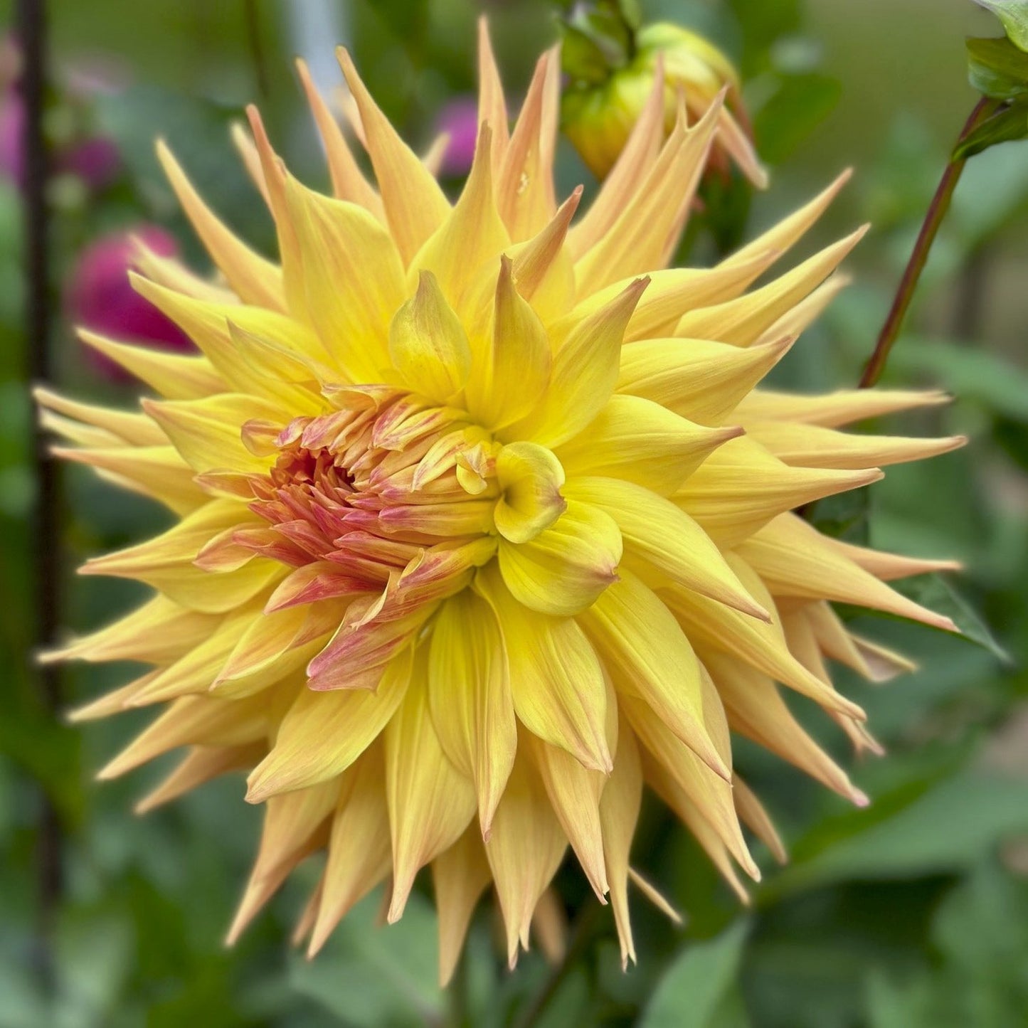 Dahlia 'Penhill Autumn Shade'