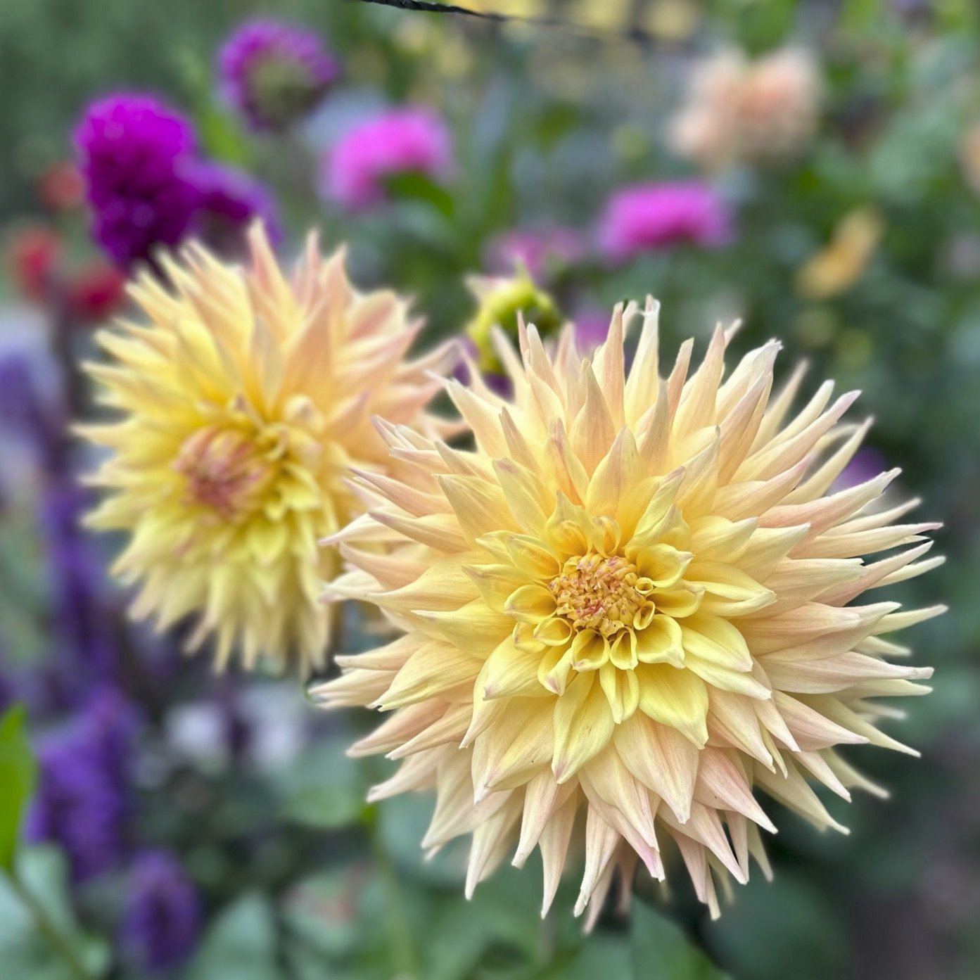 Dahlia 'Penhill Autumn Shade'