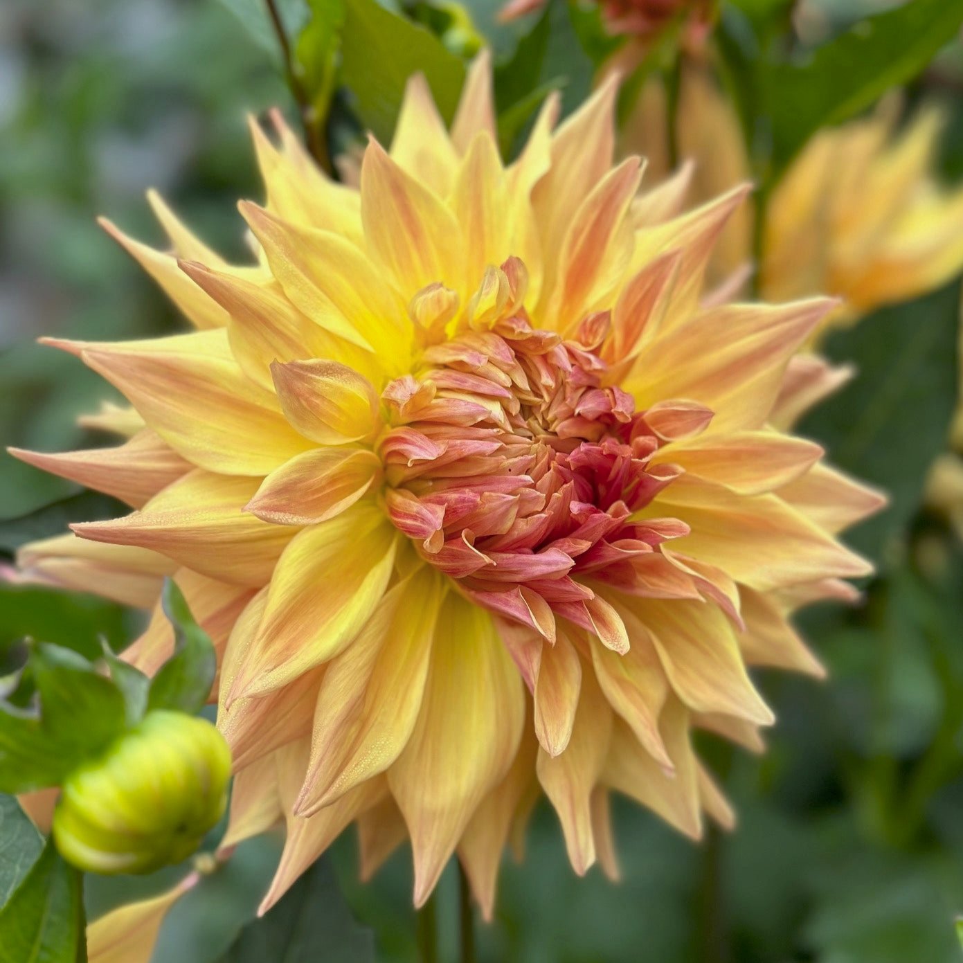 Dahlia 'Penhill Autumn Shade'