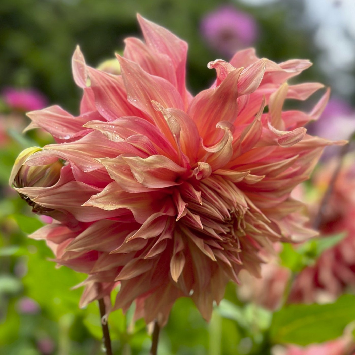 Dahlia 'Penhill Watermelon'