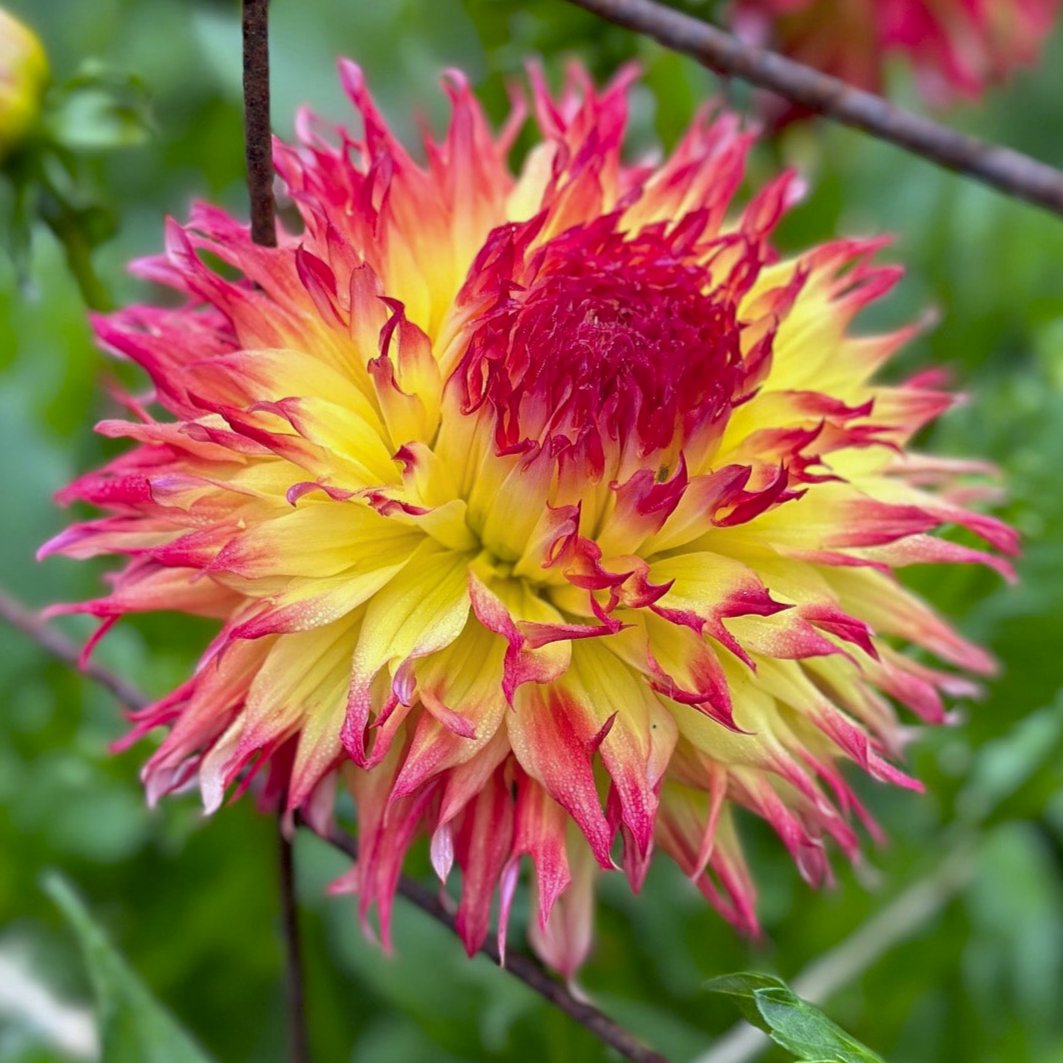 Dahlia 'Pinelands Pam'