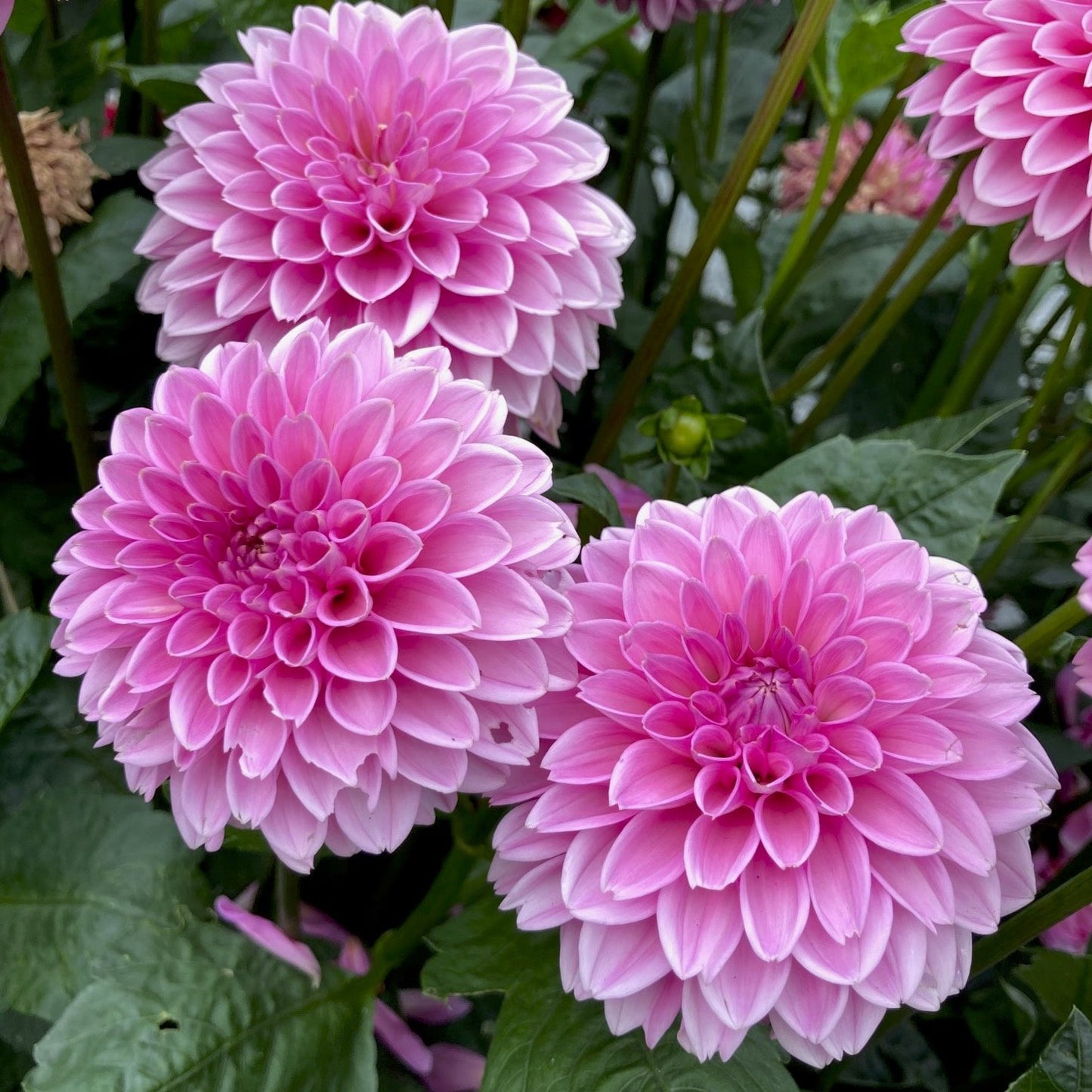 Dahlia 'Pink Sylvia'