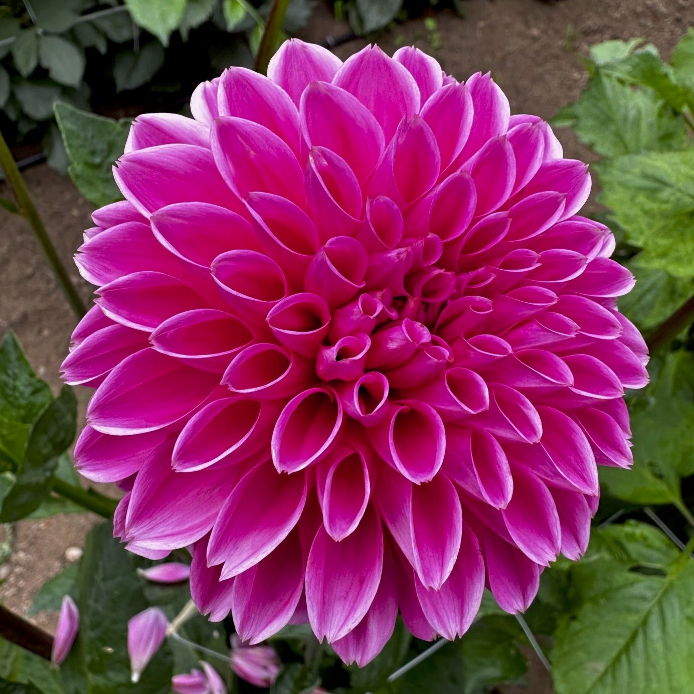 Dahlia 'Pink Sylvia'