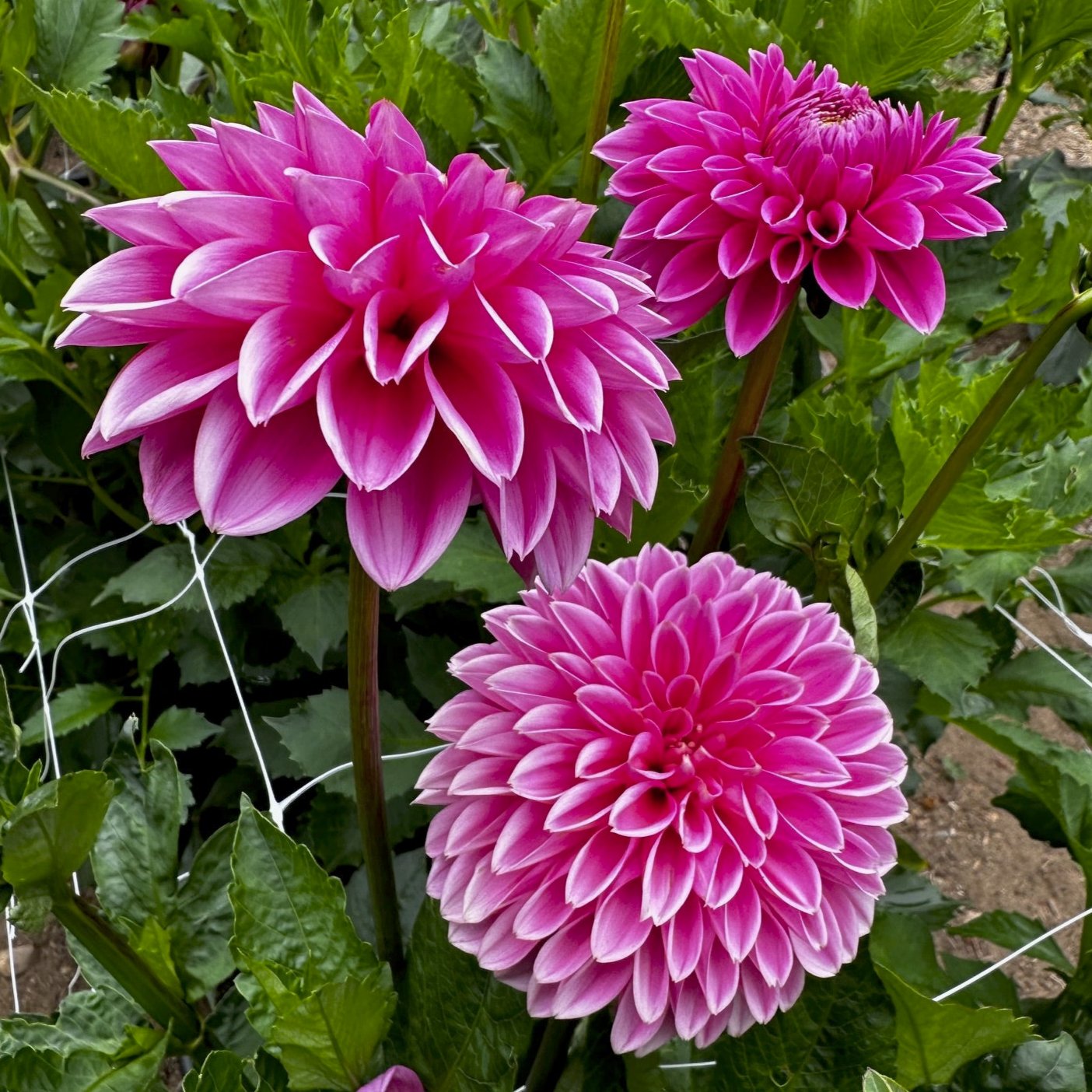 Dahlia 'Pink Sylvia'