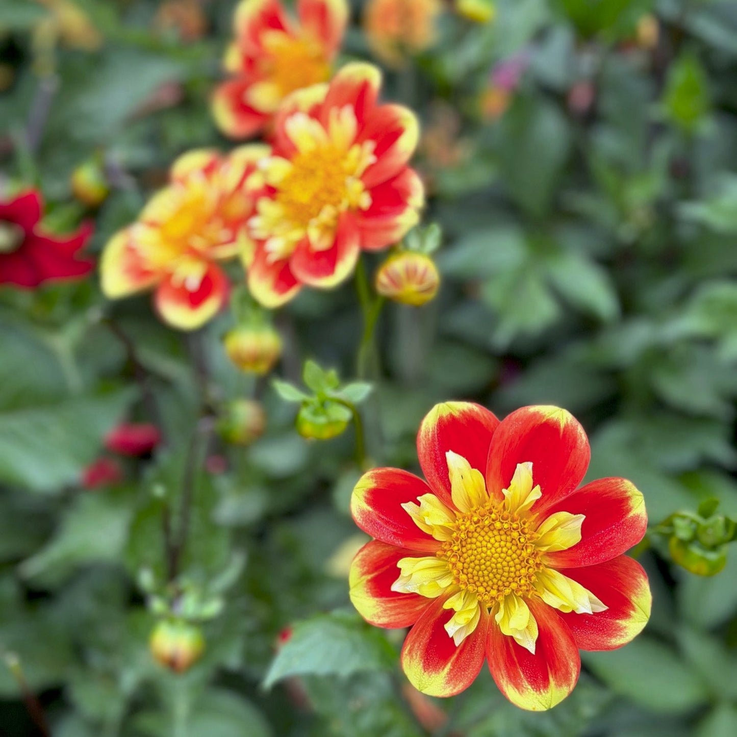 Dahlia 'Pooh'