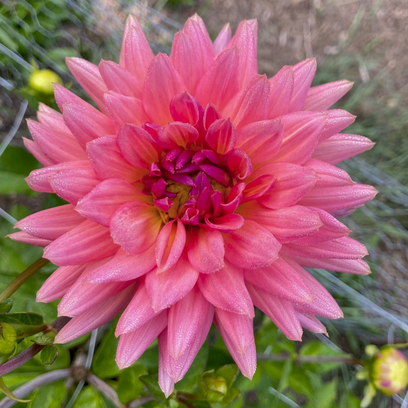 Dahlia 'Preference'