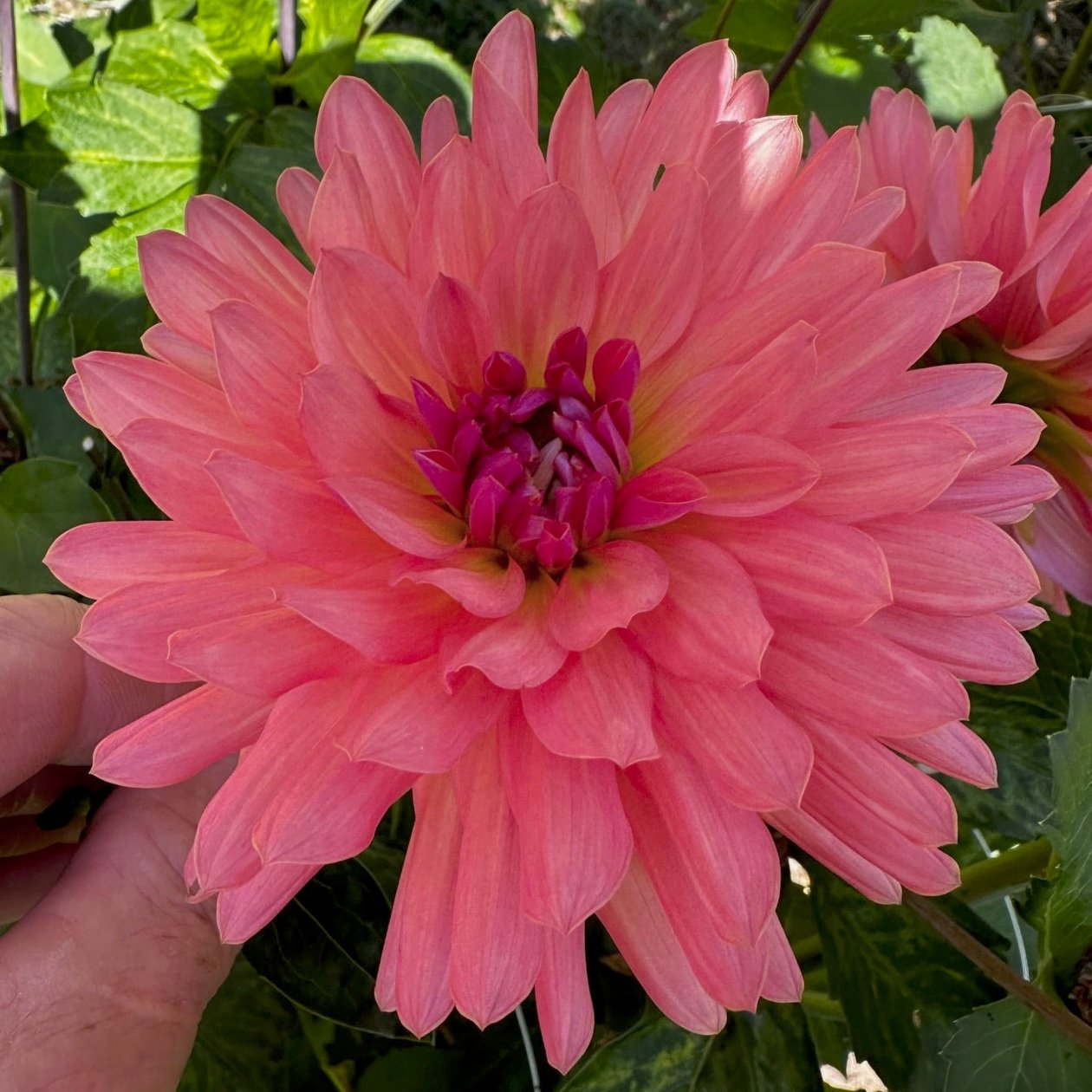 Dahlia 'Preference'