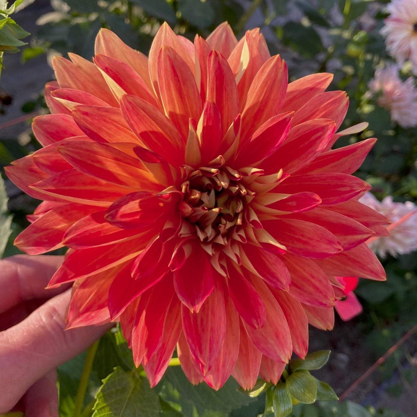 Dahlia 'Punkin Spice'