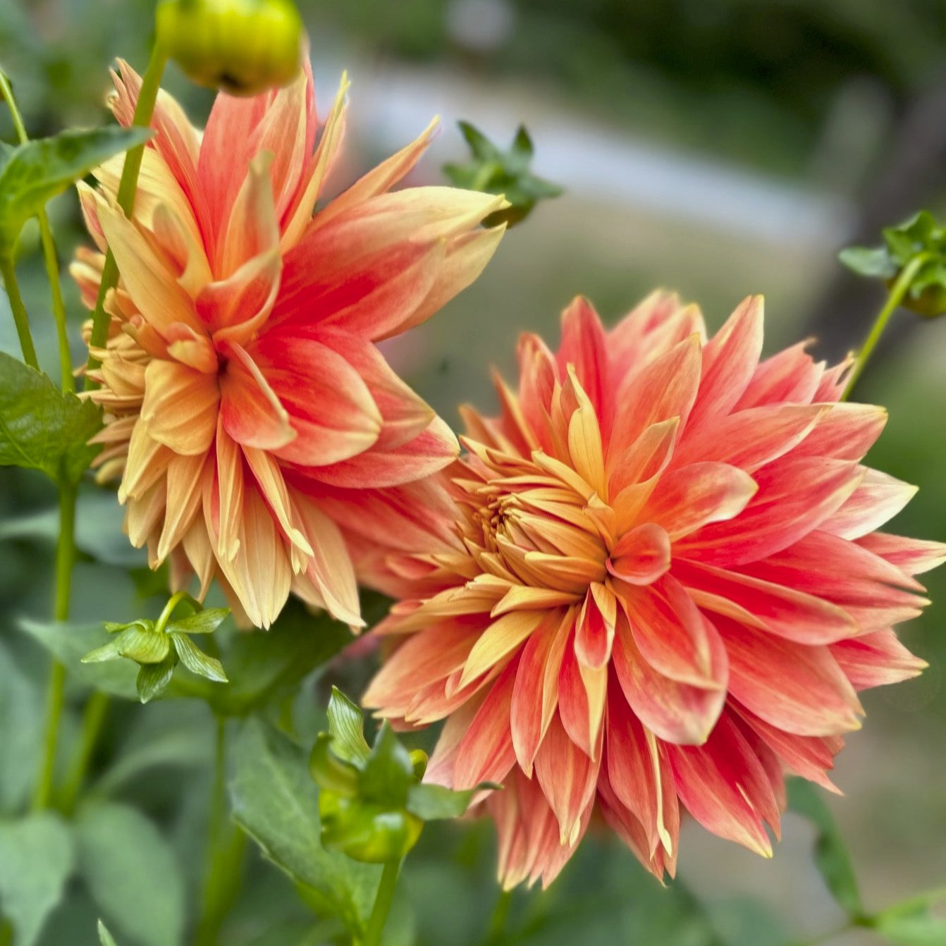 Dahlia 'Punkin Spice'