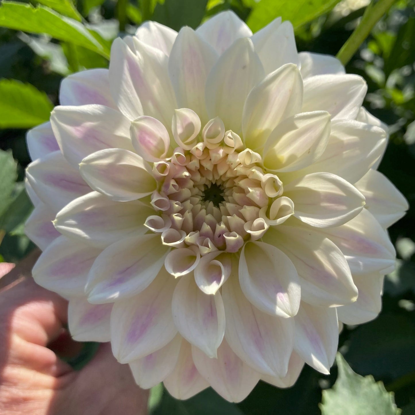 Dahlia 'Quiet Splendor'