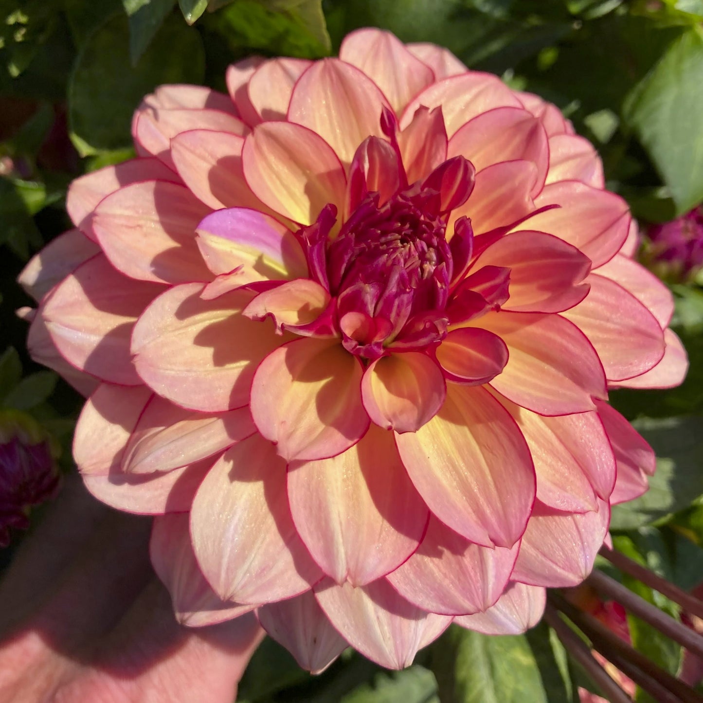 Dahlia 'Rawhide'