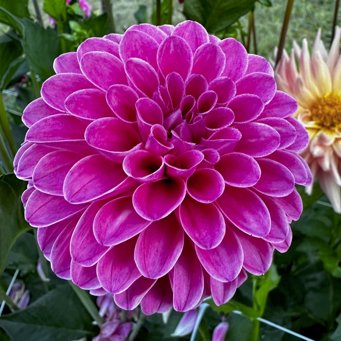 Dahlia 'Rebecca Lynn'