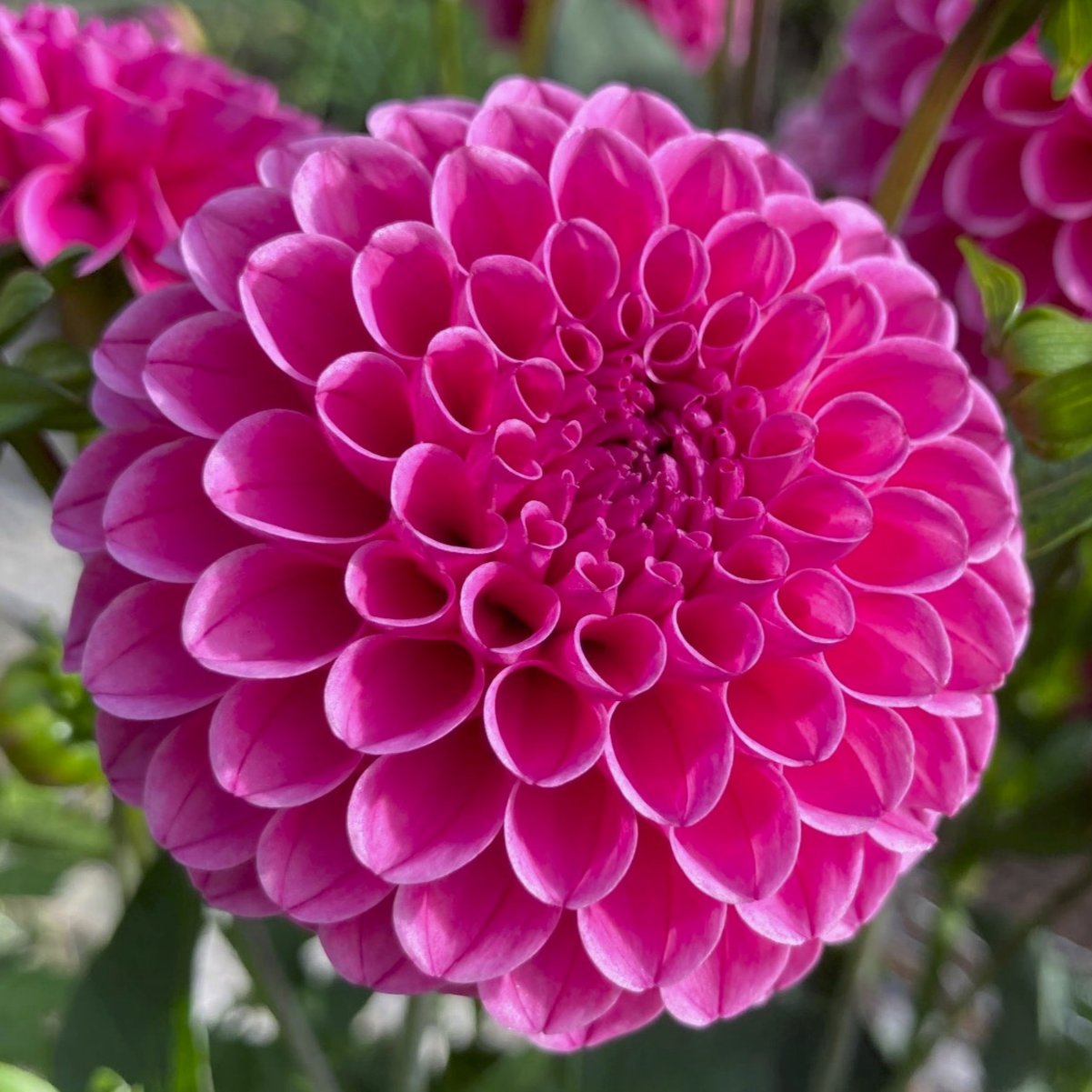 Dahlia 'Rebecca Lynn'