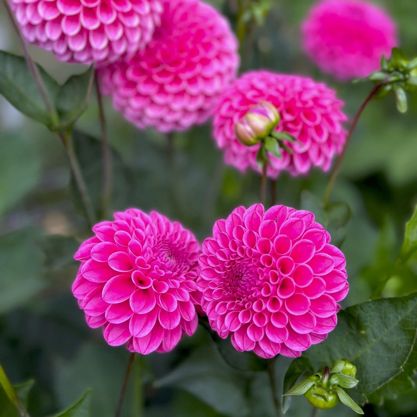 Dahlia 'Rebecca Lynn'