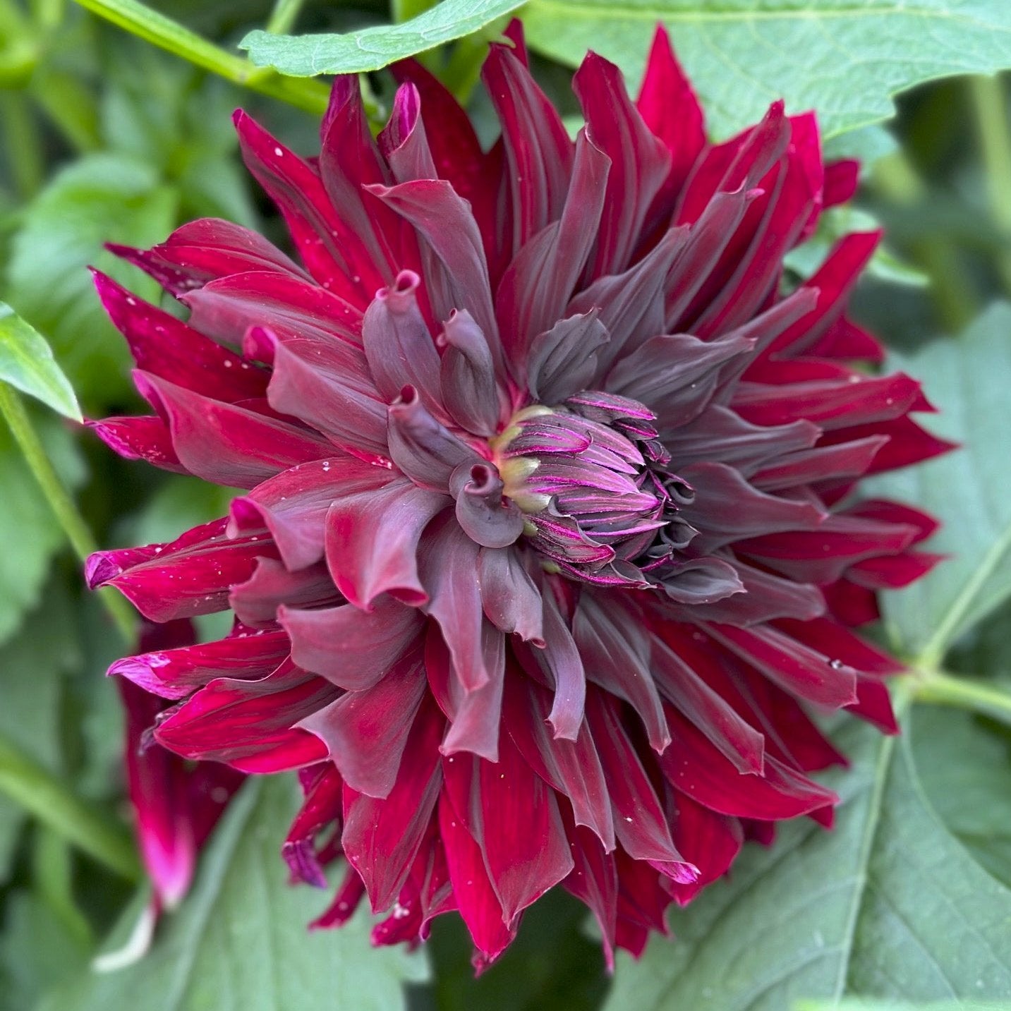 Dahlia 'Rip City'