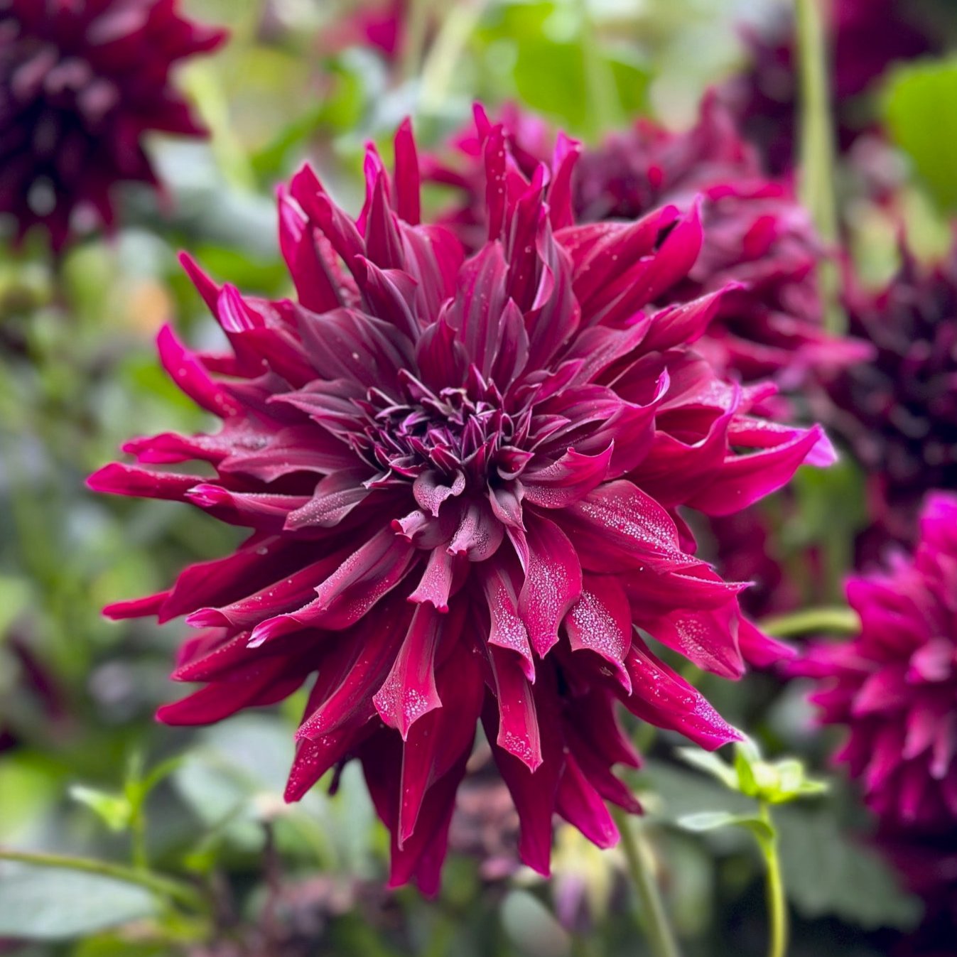 Dahlia 'Rip City'
