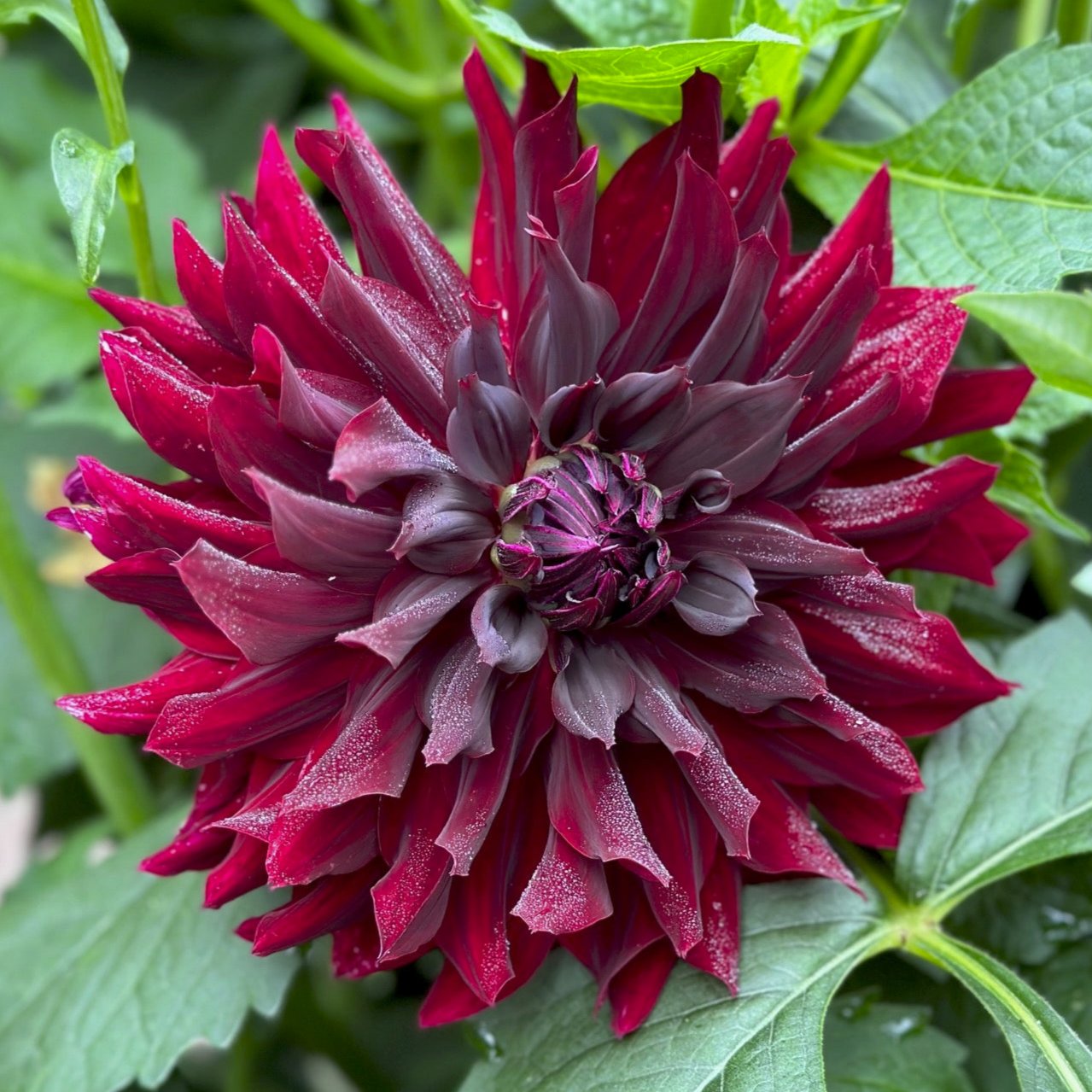 Dahlia 'Rip City'