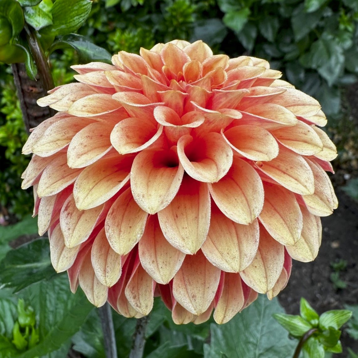 Dahlia 'Rose Toscano'