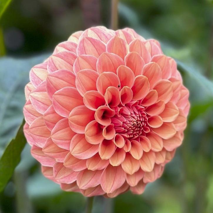 Dahlia 'Rose Toscano'