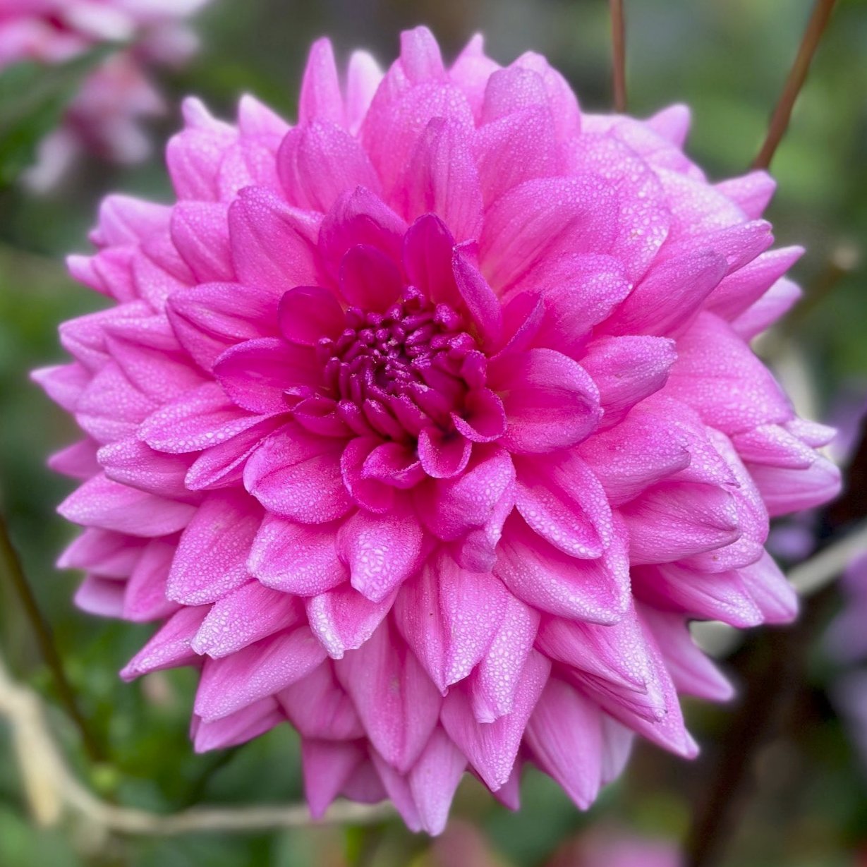 Rosella_