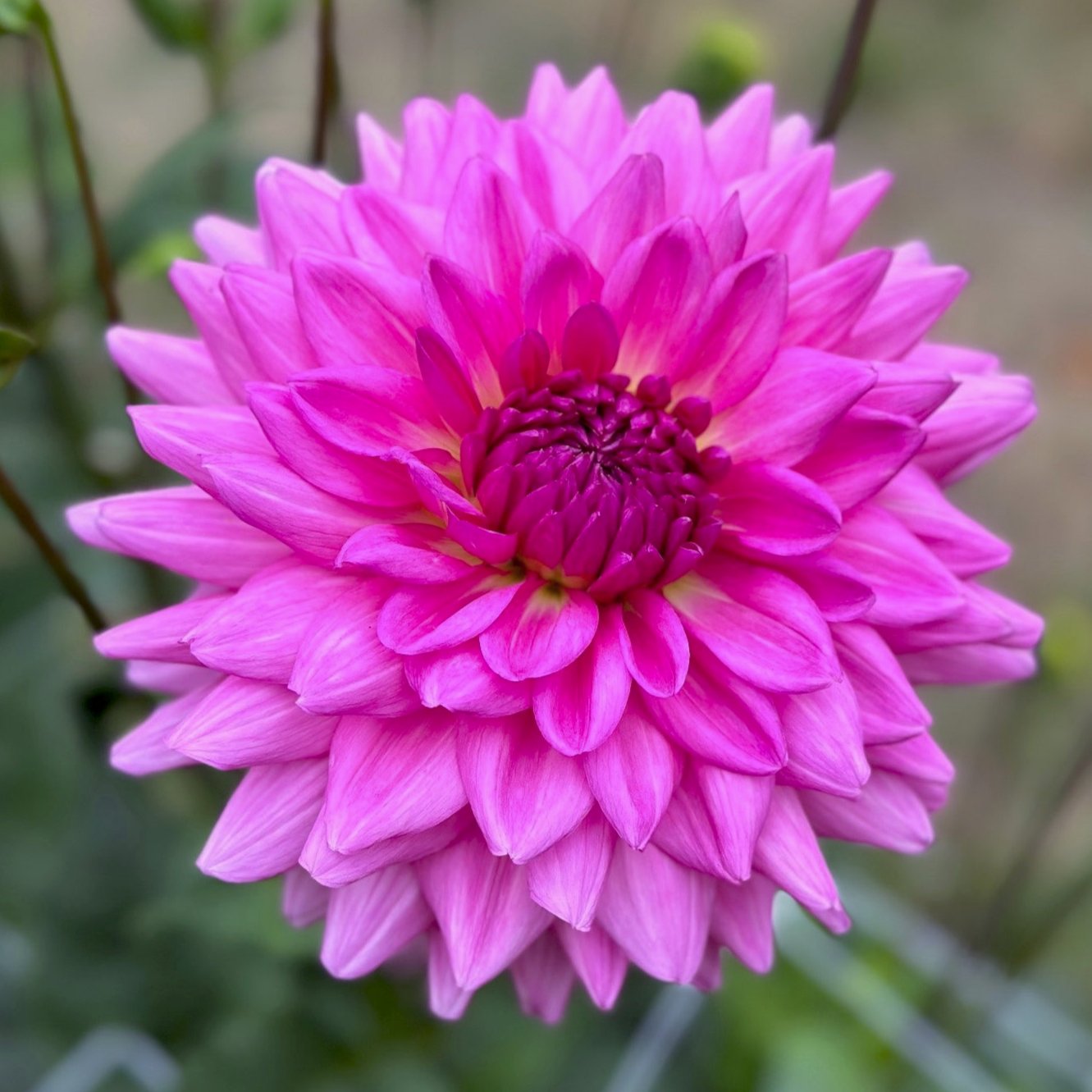 Dahlia 'Rosella'