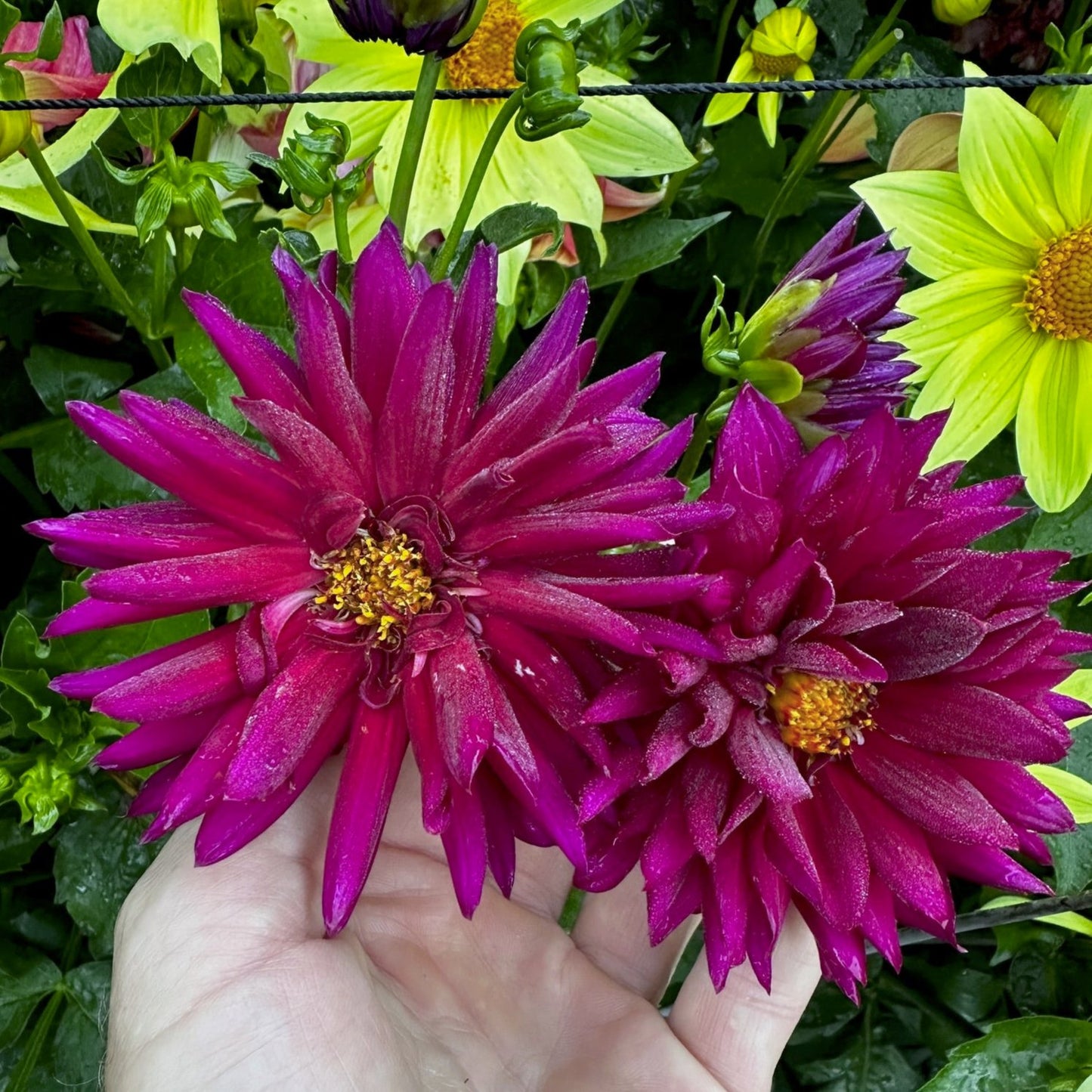 Dahlia 'S24-11'