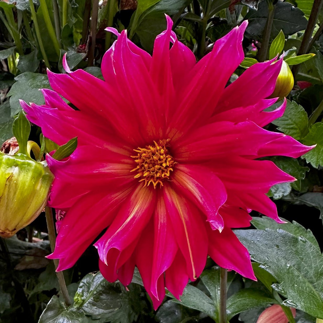 Dahlia 'S24-58'
