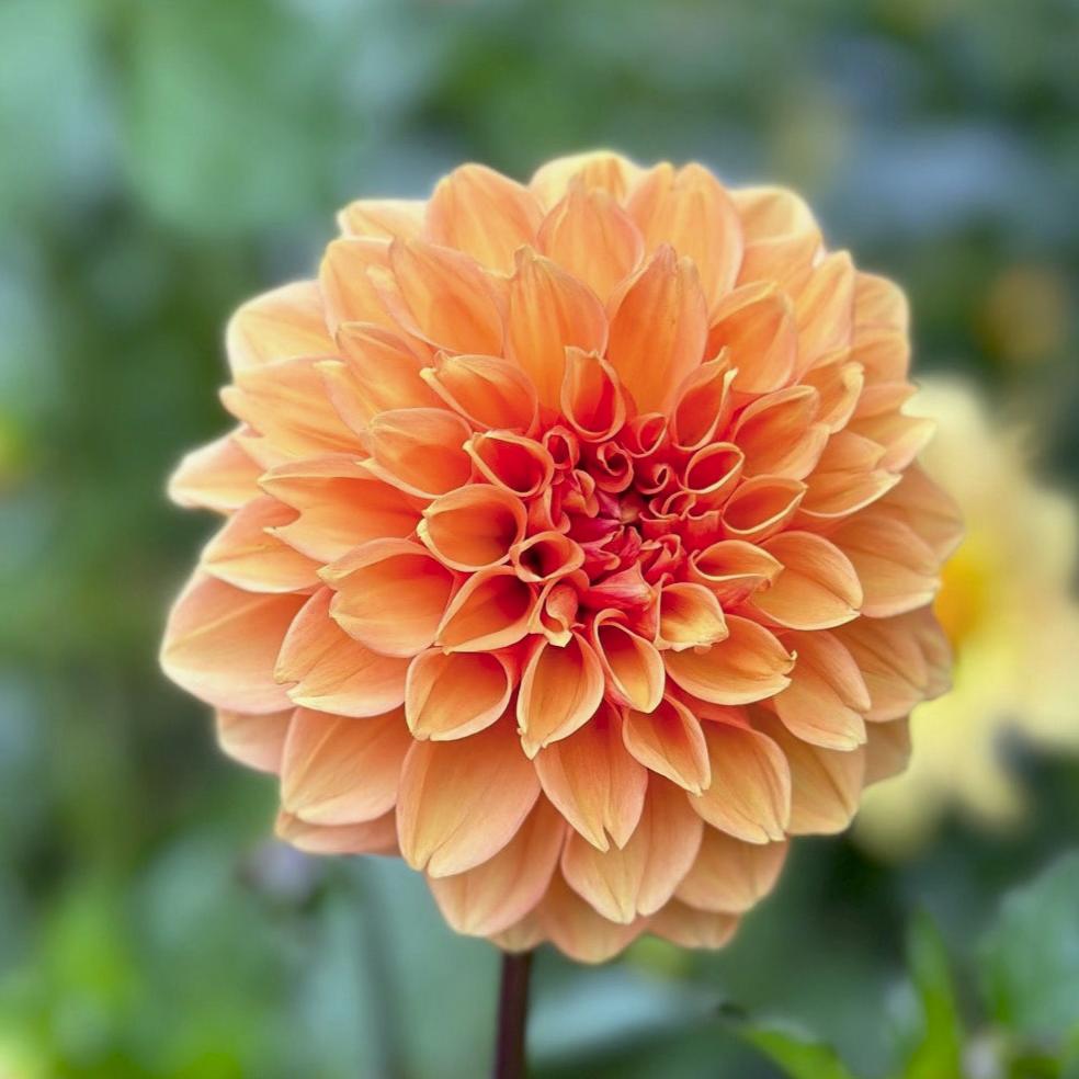 Dahlia 'S24-05'