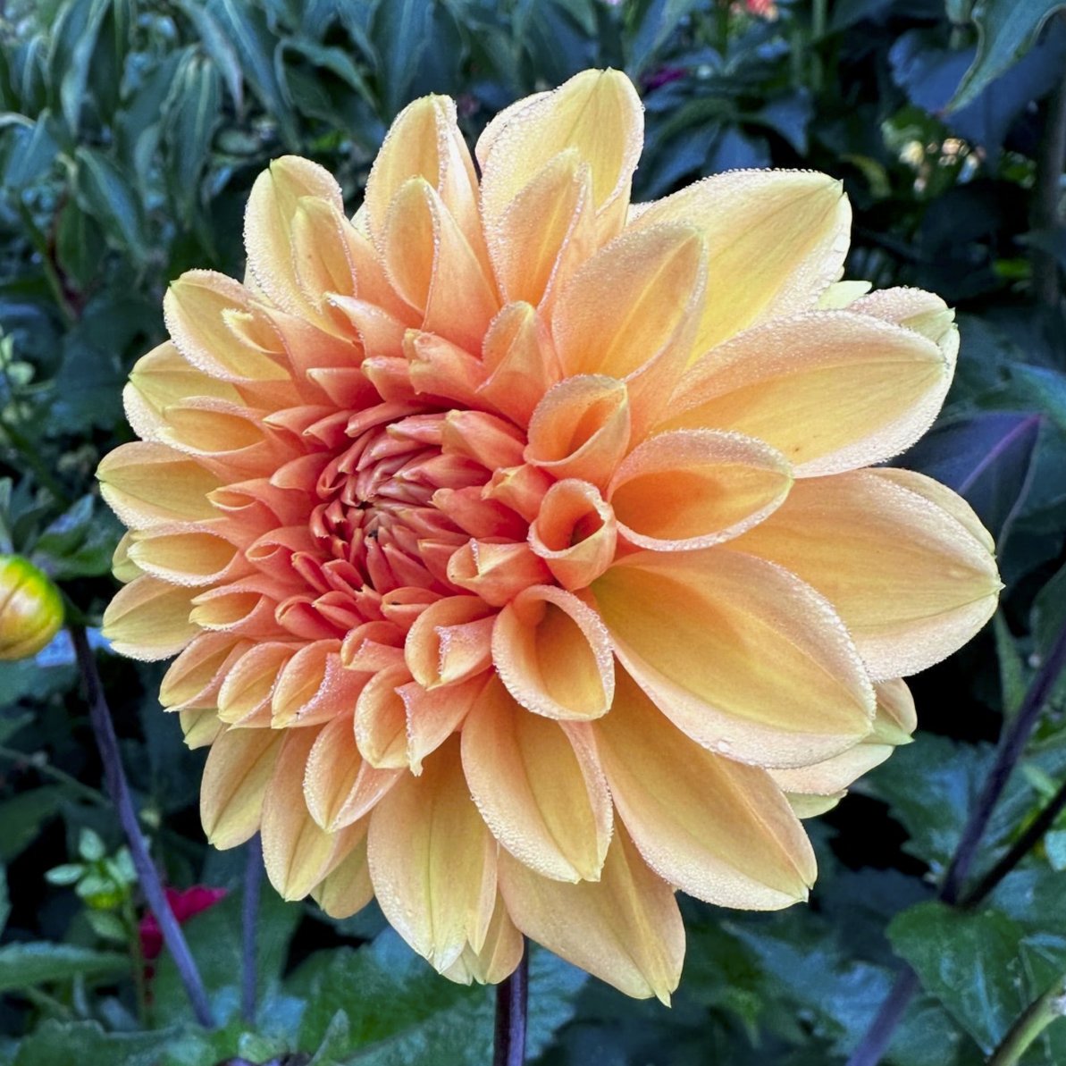 Dahlia 'S24-05'