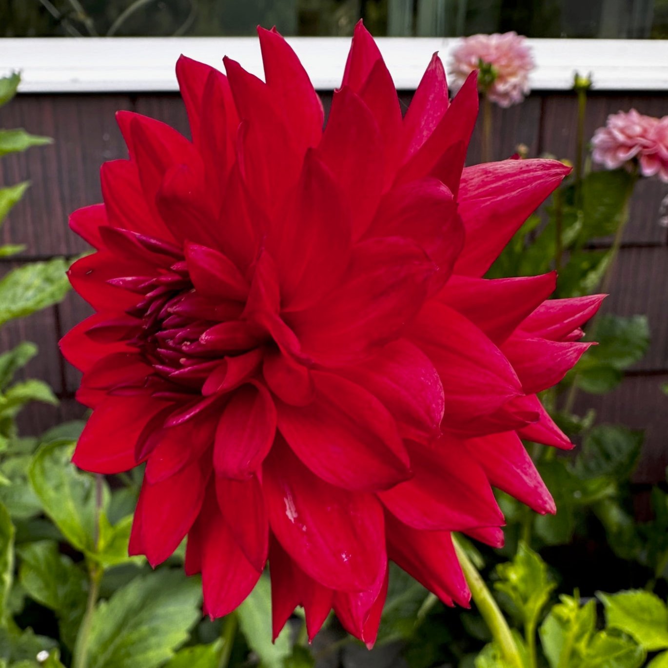 Dahlia 'S24_08'