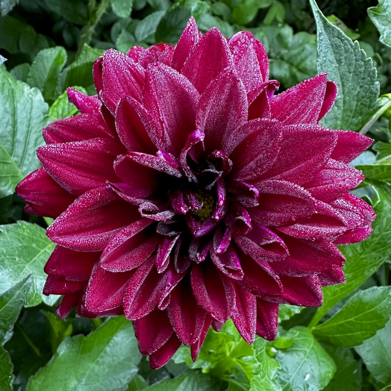 Dahlia 'S24_09'