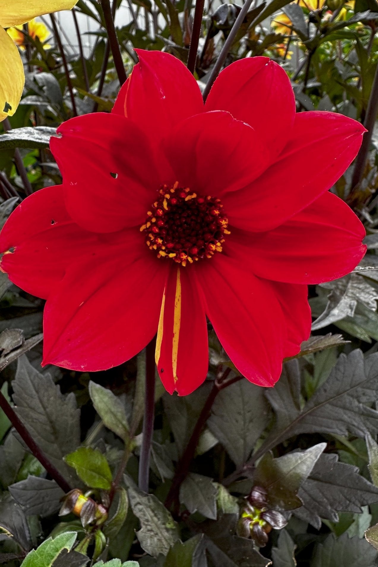 Dahlia 'S24-16'