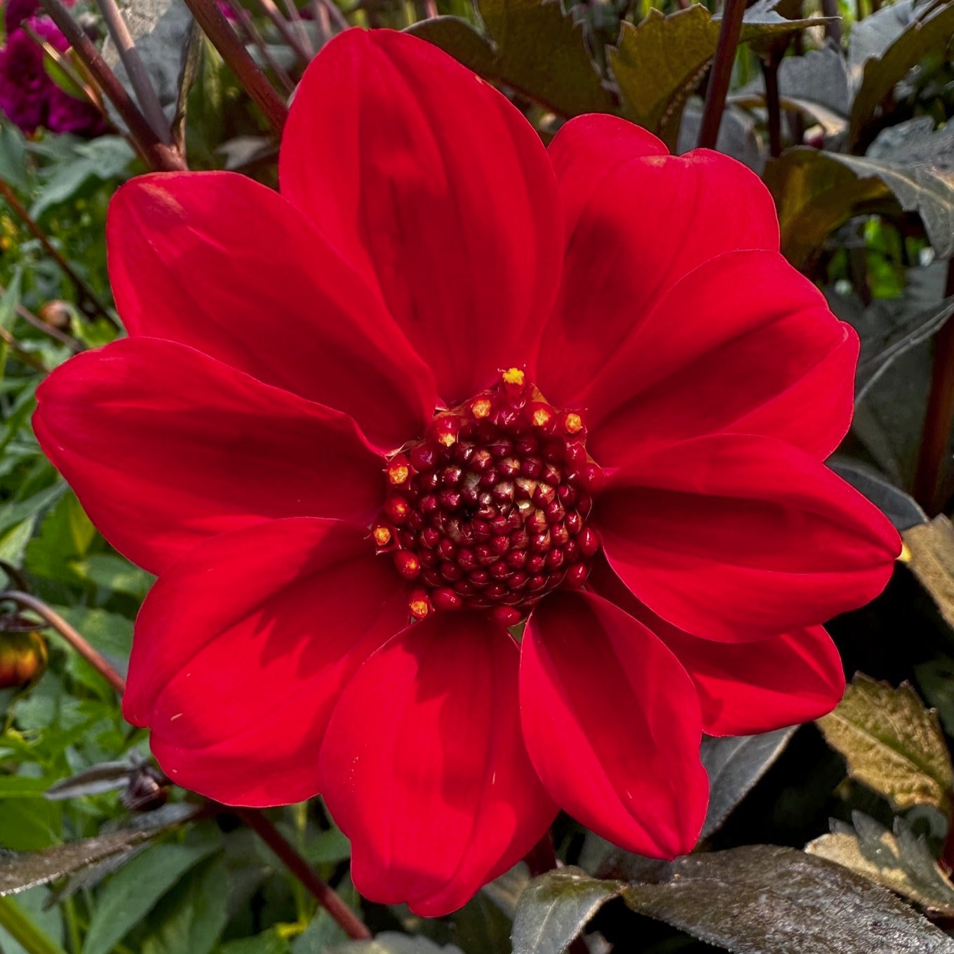 Dahlia 'S24-16'