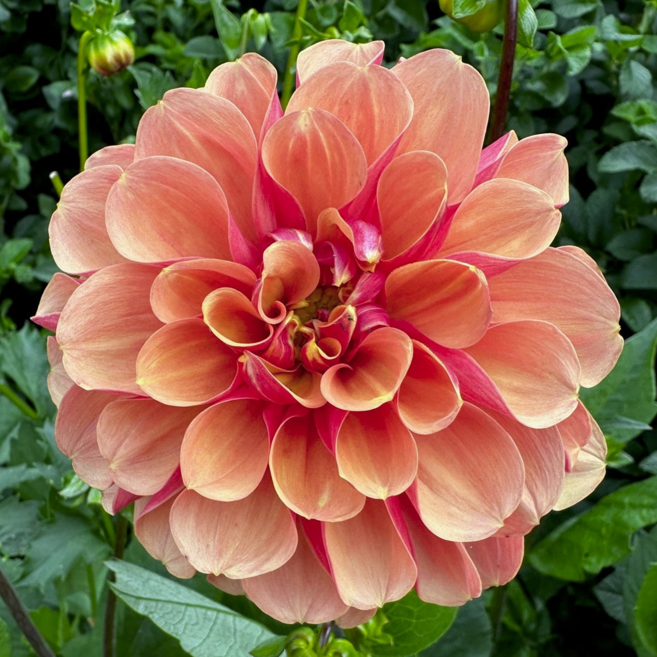 Dahlia 'S24-46'
