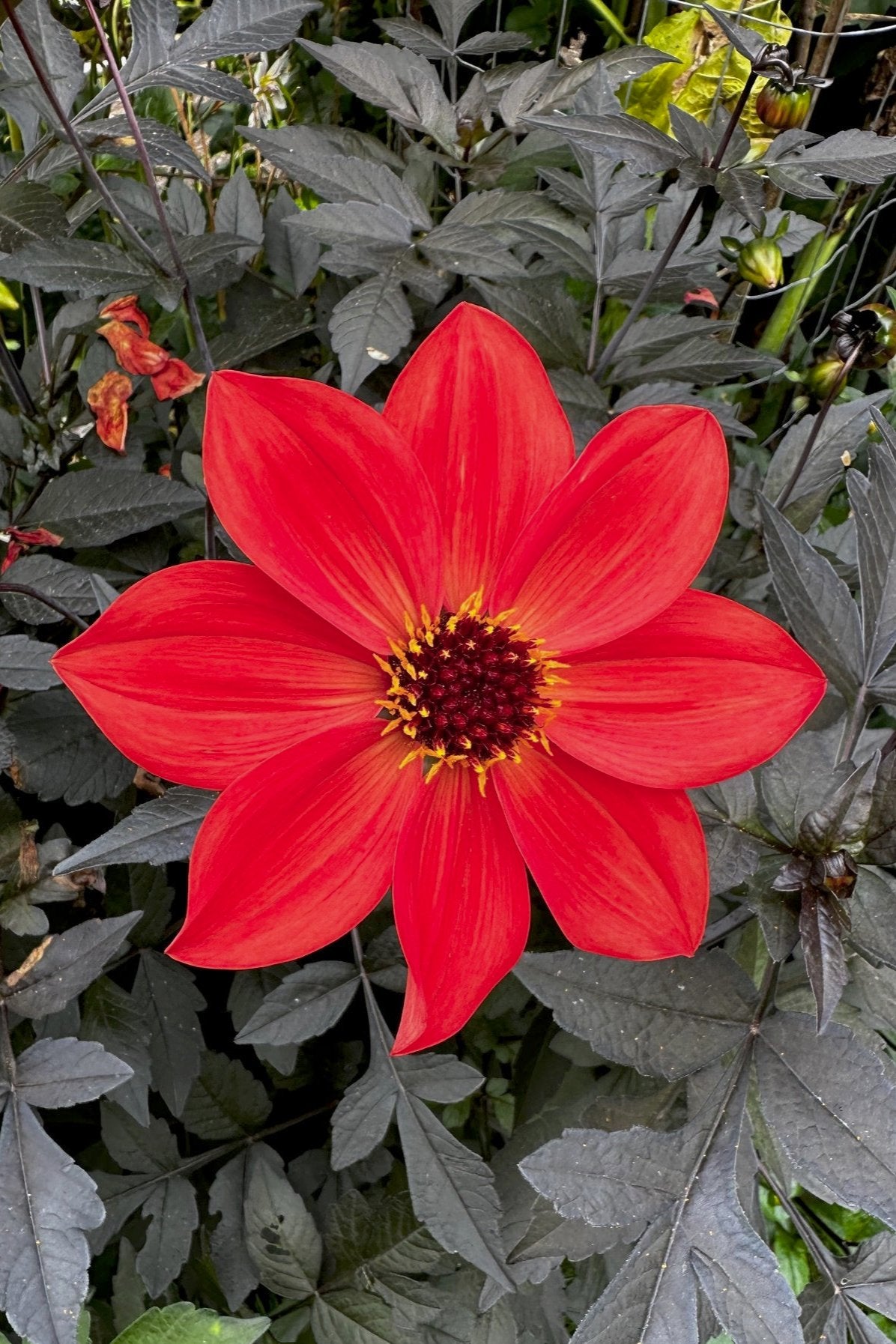 Dahlia 'S24-49'