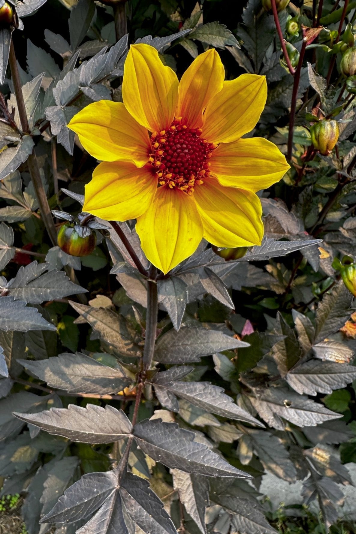 Dahlia 'S24-53'
