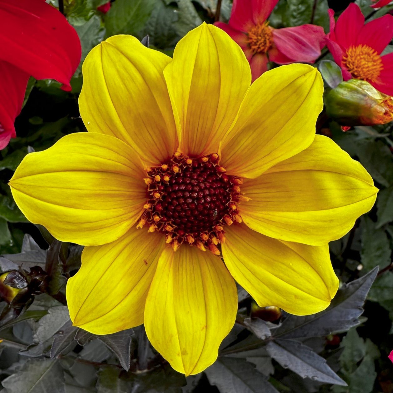 Dahlia 'S24-53'