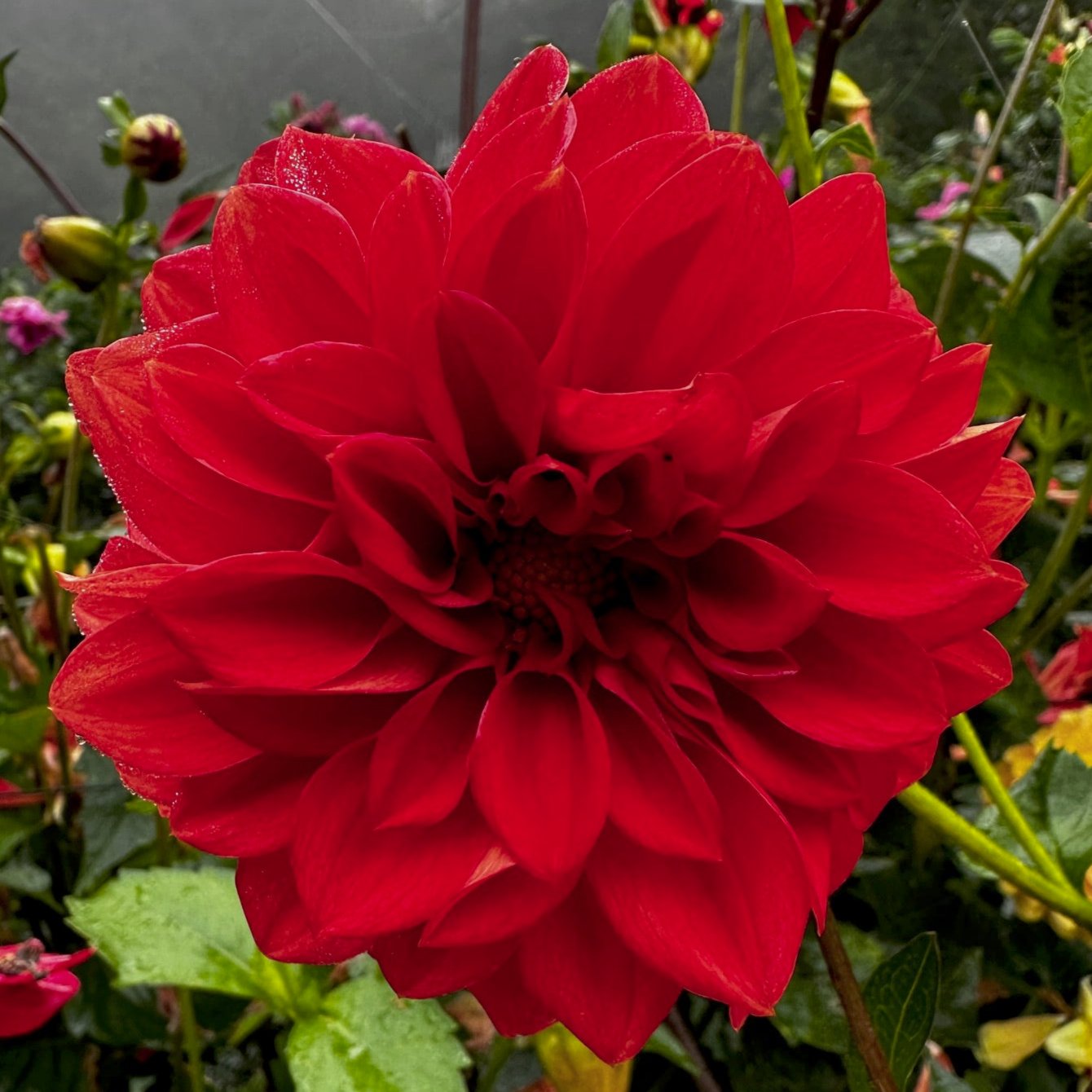 Dahlia 'S24-59'