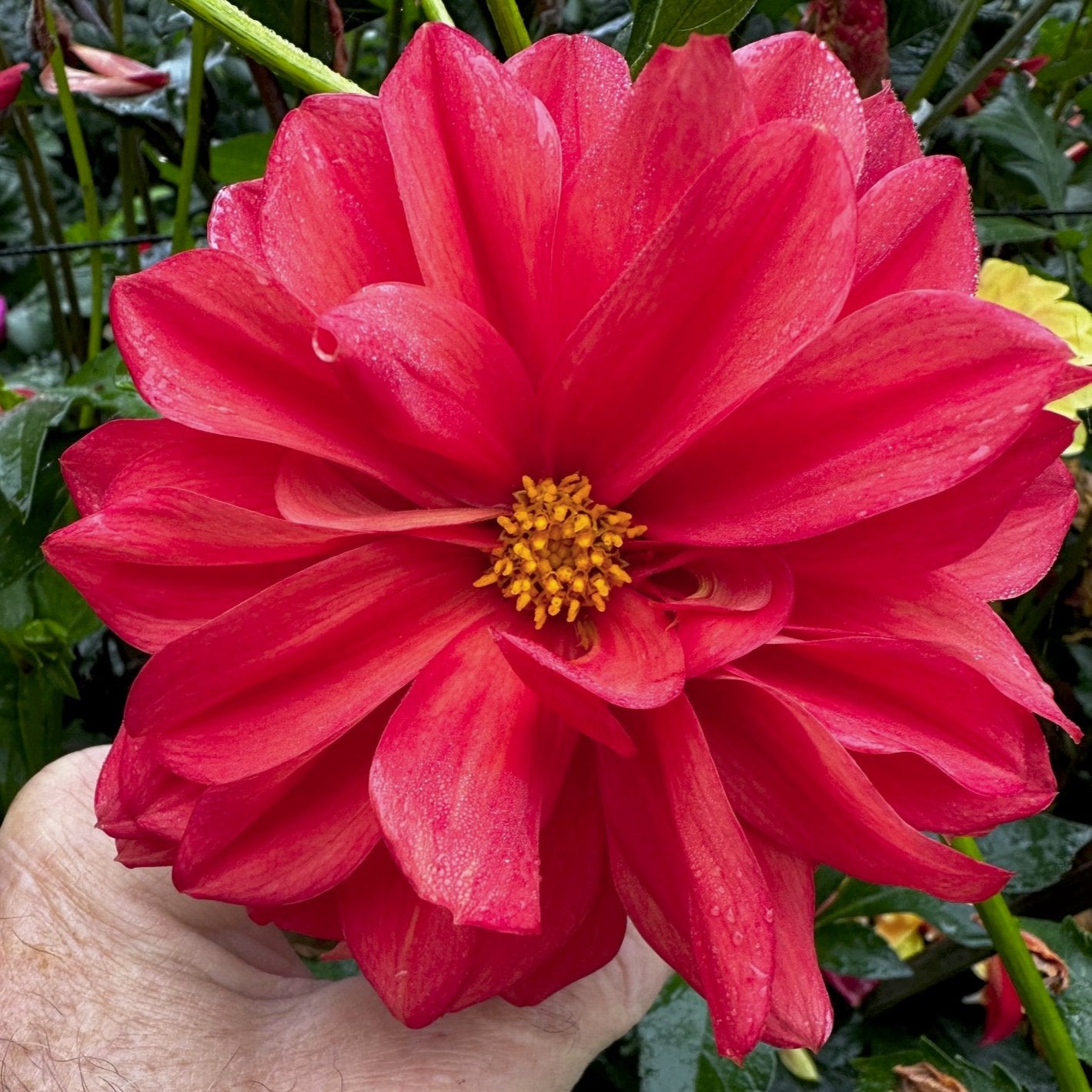 Dahlia 'S24-59'