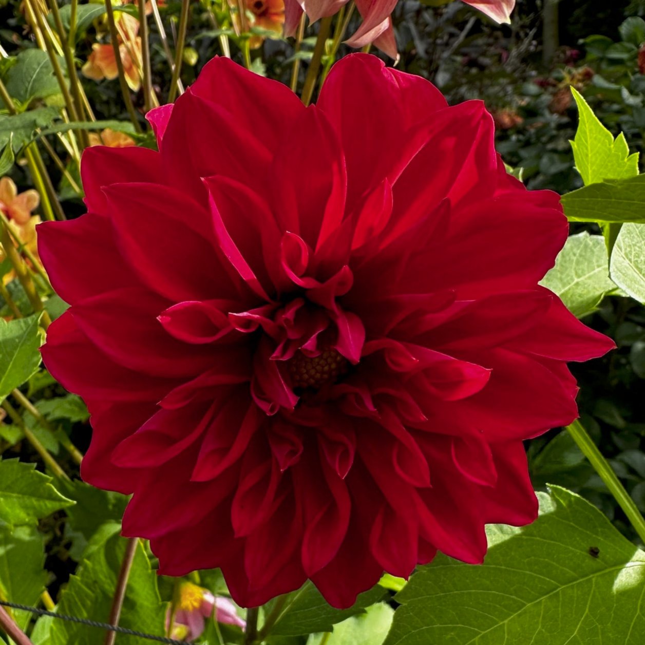 Dahlia 'S24-61'