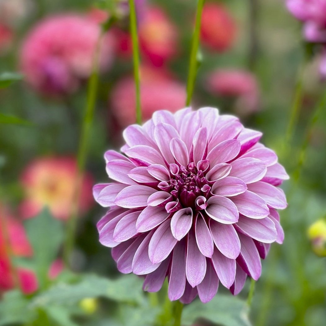 Salish_Twilight_Girl_